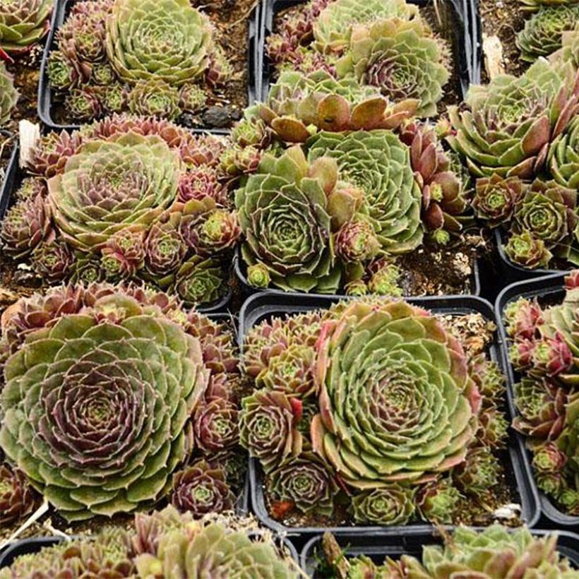 Sempervivum Granat - Joubarbe hybride poupre et vert amande (Port)