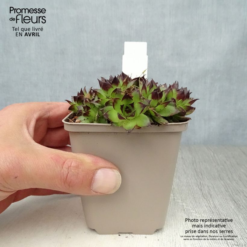 Spécimen de Sempervivum Noir - Joubarbe noire. Godet de 8/9 cm tel que livré au printemps
