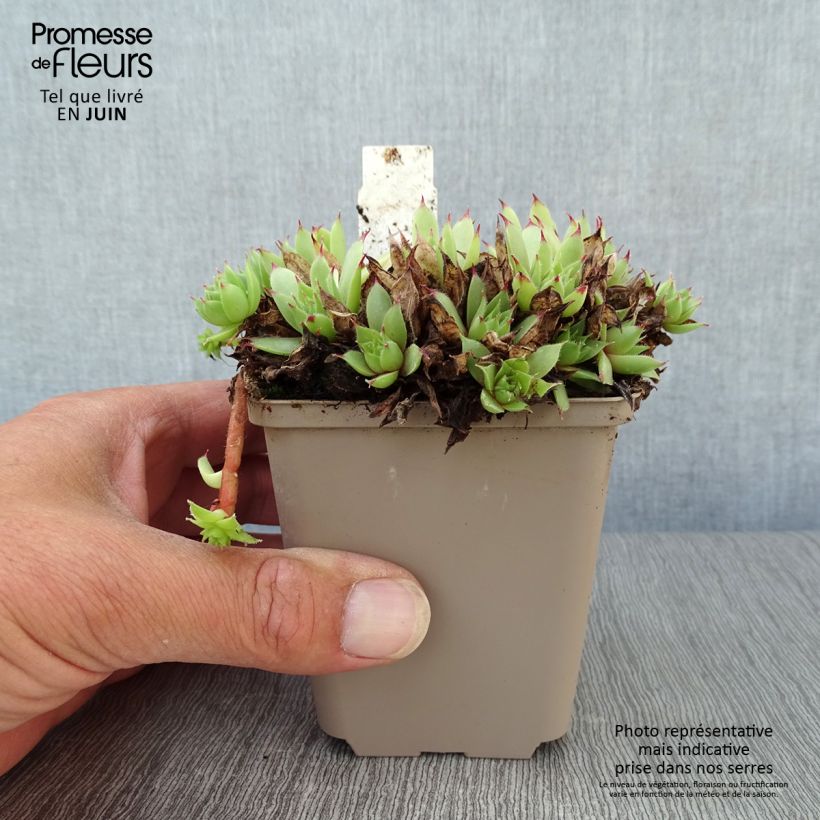 Spécimen de Sempervivum Noir - Joubarbe noire. Godet de 8/9 cm tel que livré en été