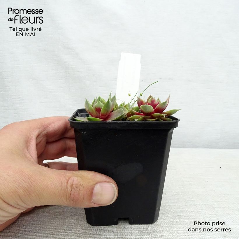 Spécimen de Sempervivum Othello - Joubarbe hybride pourpre. Godet de 9cm tel que livré au printemps
