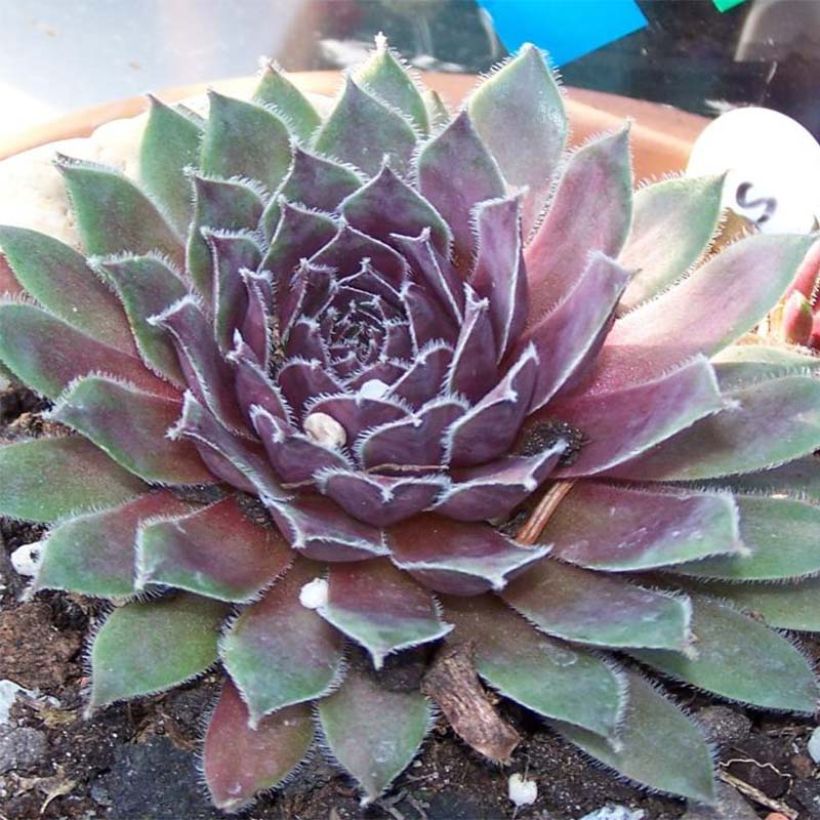 Sempervivum Pilatus - Joubarbe hybride bronze-violacé. (Floraison)