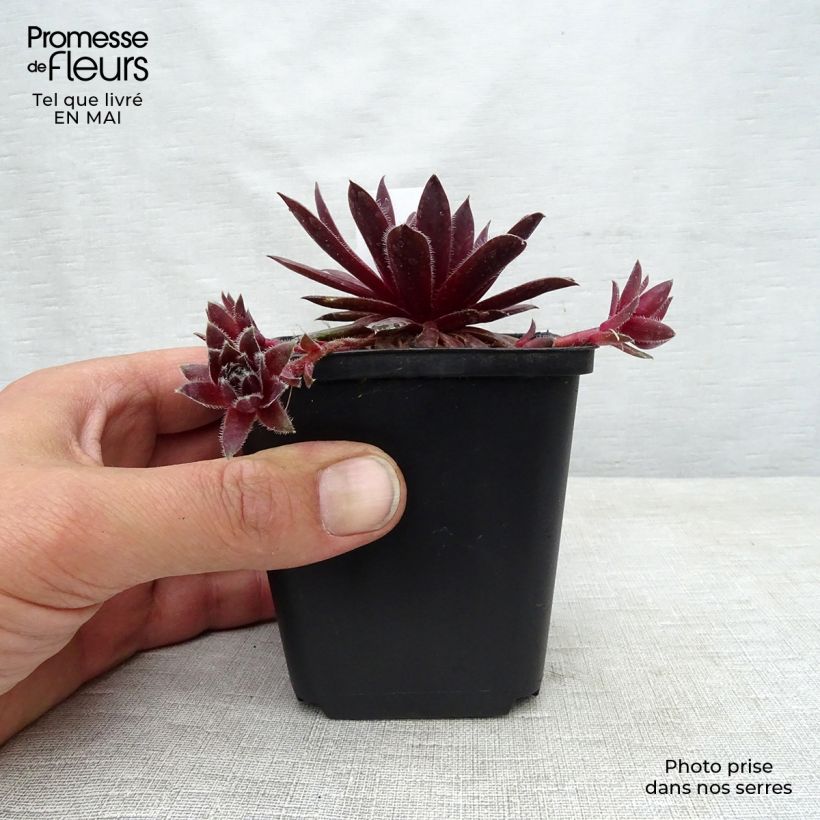 Spécimen de Sempervivum Pilatus - Joubarbe hybride bronze-violacé. tel que livré au printemps