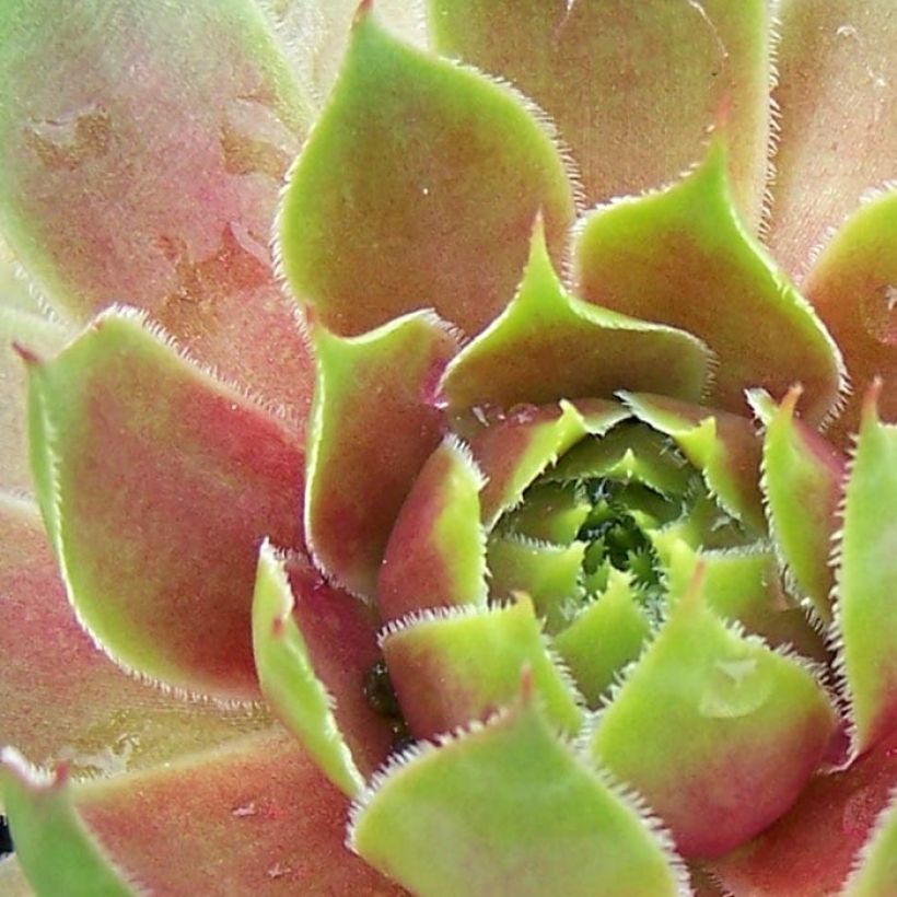 Sempervivum Pseudo-ornatum - Joubarbe rouge et verte (Feuillage)