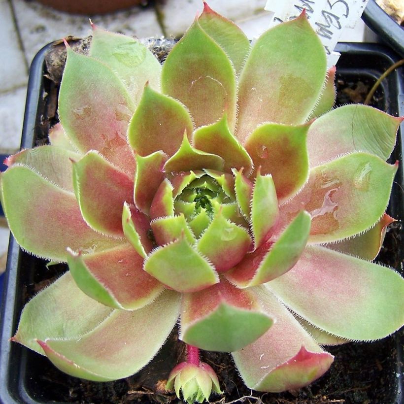 Sempervivum Pseudo-ornatum - Joubarbe rouge et verte (Port)