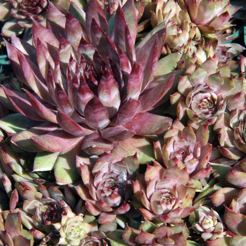 Sempervivum Purple Beauty - Joubarbe bleu vert teinté de pourpre (Feuillage)