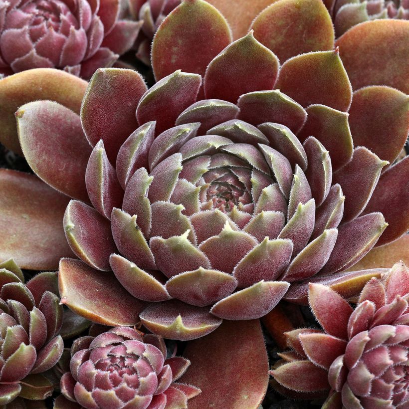 Sempervivum Rauher Kulm - Joubarbe hybride (Feuillage)