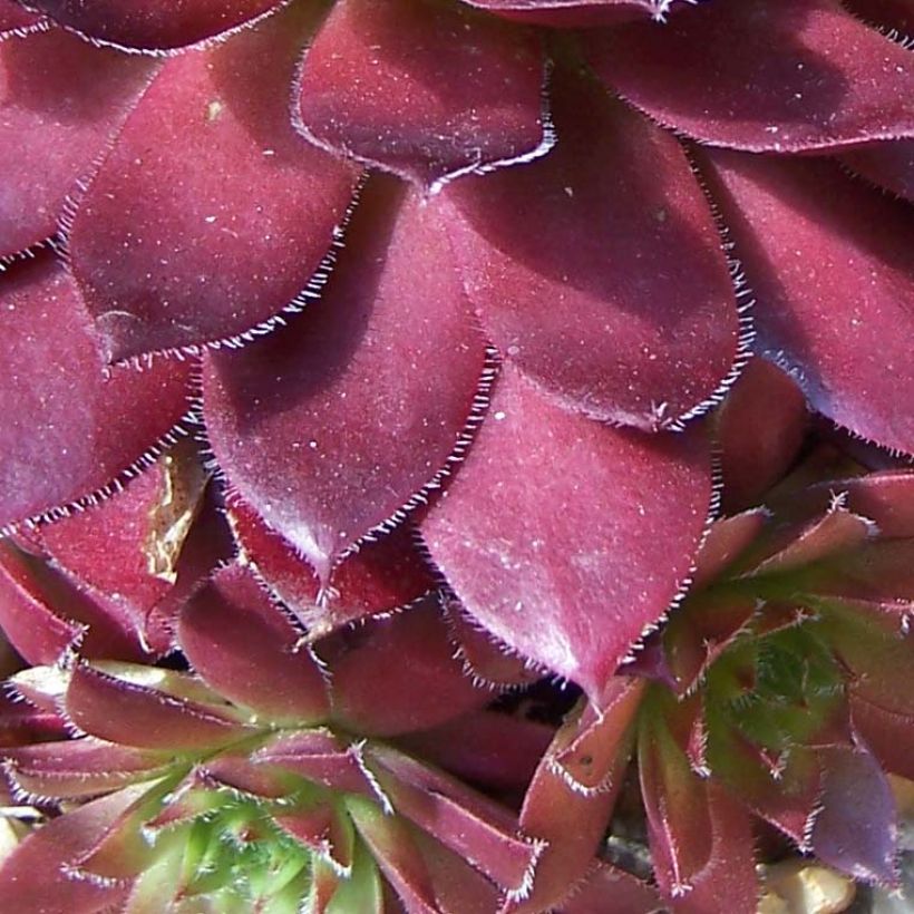 Sempervivum Rubin - Joubarbe pourpre clair (Feuillage)