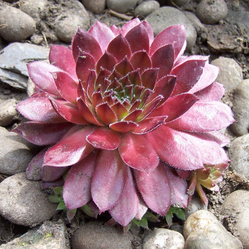 Sempervivum Rubin - Joubarbe pourpre clair (Port)