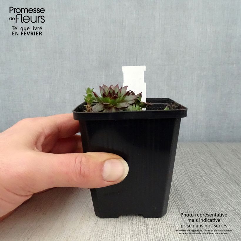 Spécimen de Sempervivum Rubin - Joubarbe pourpre clair Godet de 9cm tel que livré en hiver