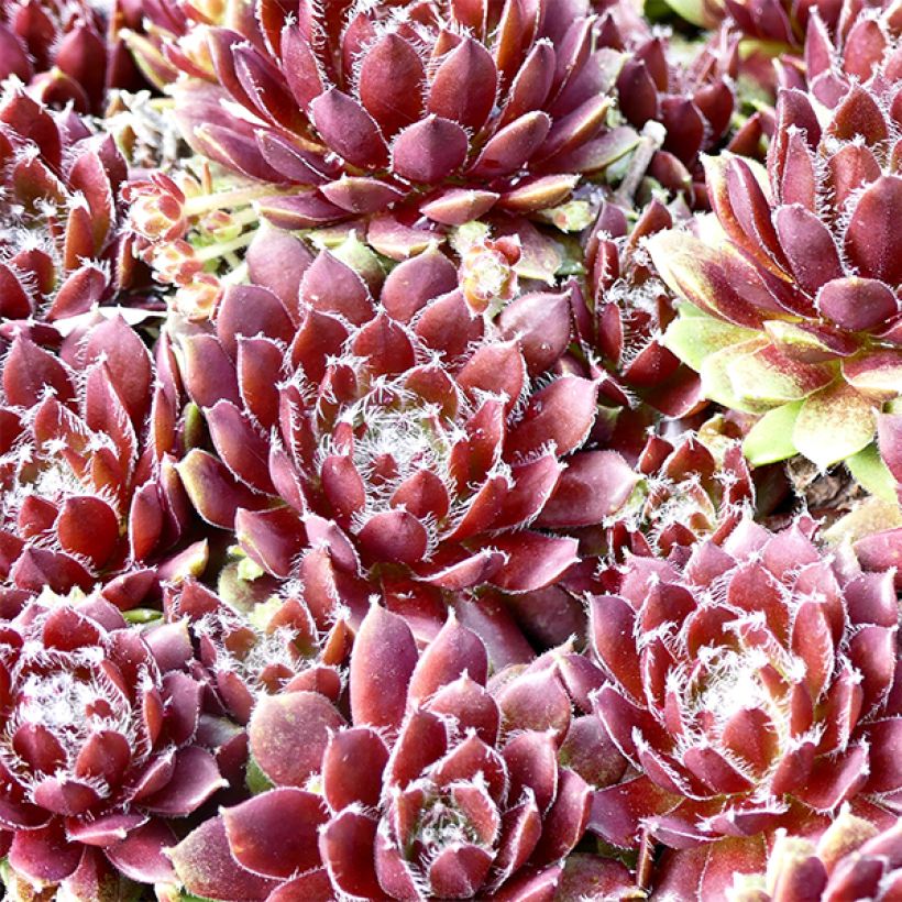 Sempervivum Silberkarneol - Joubarbe hybride rouge-rose. (Feuillage)