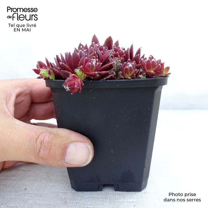 Spécimen de Sempervivum Silberkarneol - Joubarbe hybride rouge-rose. tel que livré au printemps