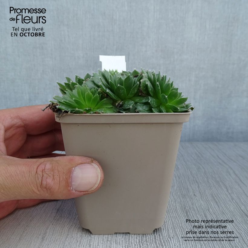 Spécimen de Sempervivum Silberkarneol - Joubarbe hybride rouge-rose. Godet de 8/9 cm tel que livré en automne
