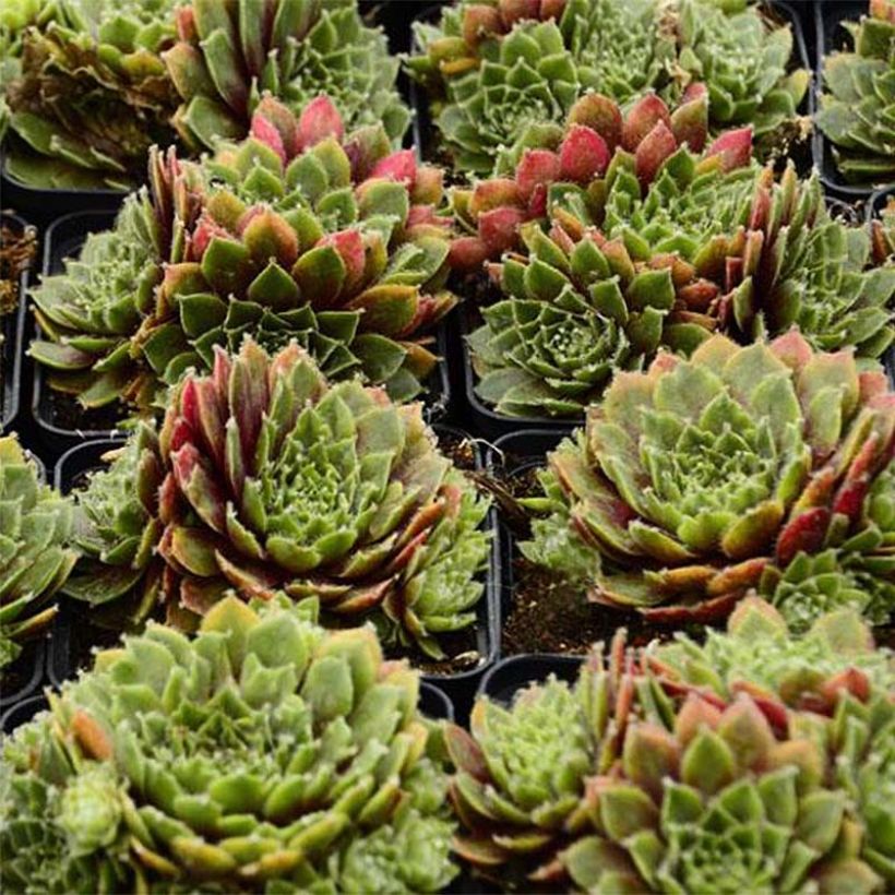 Sempervivum Velvet Red - Joubarbe hybride pastel (Feuillage)