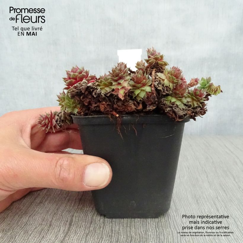 Spécimen de Sempervivum Velvet Red - Joubarbe hybride pastel tel que livré au printemps