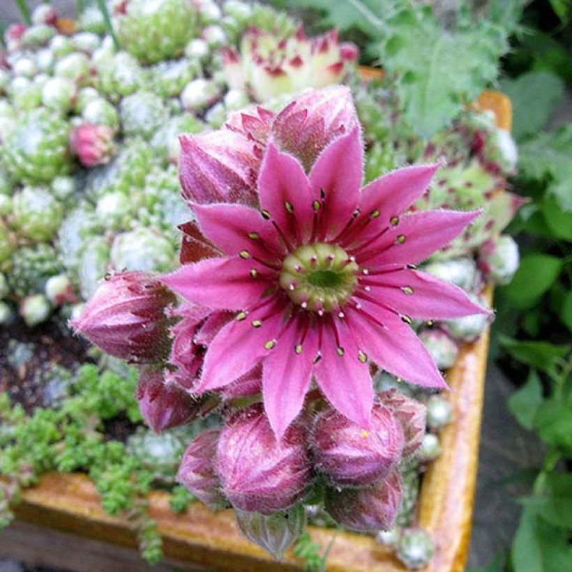 Sempervivum arachnoideum - Joubarbe à toile d'araignée (Floraison)