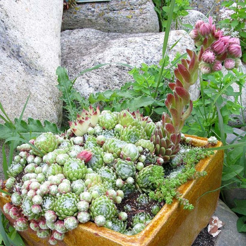 Sempervivum arachnoideum - Joubarbe à toile d'araignée (Port)