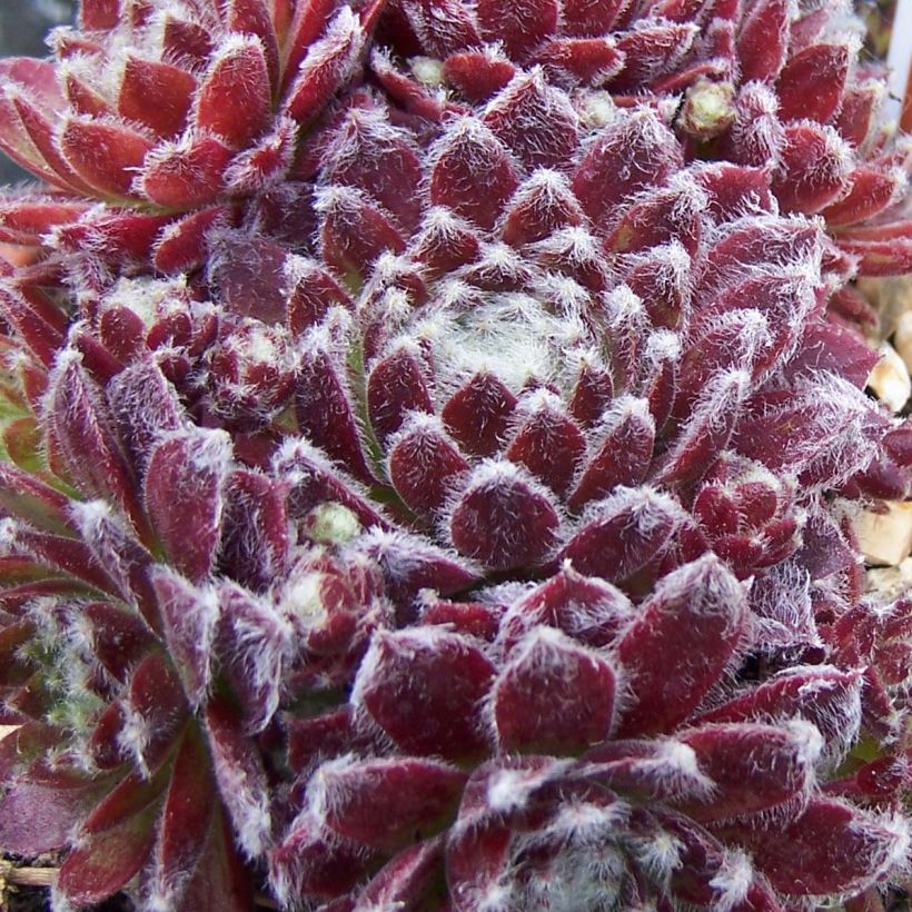 Sempervivum arachnoideum Rubrum (Feuillage)