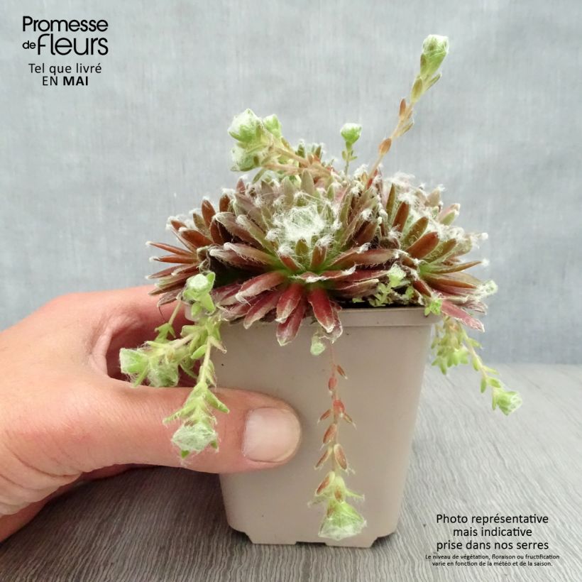 Spécimen de Sempervivum arachnoideum Rubrum tel que livré au printemps