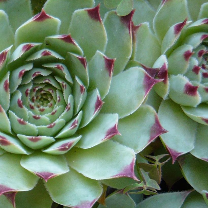 Sempervivum calcareum - Joubarbe du calcaire (Feuillage)