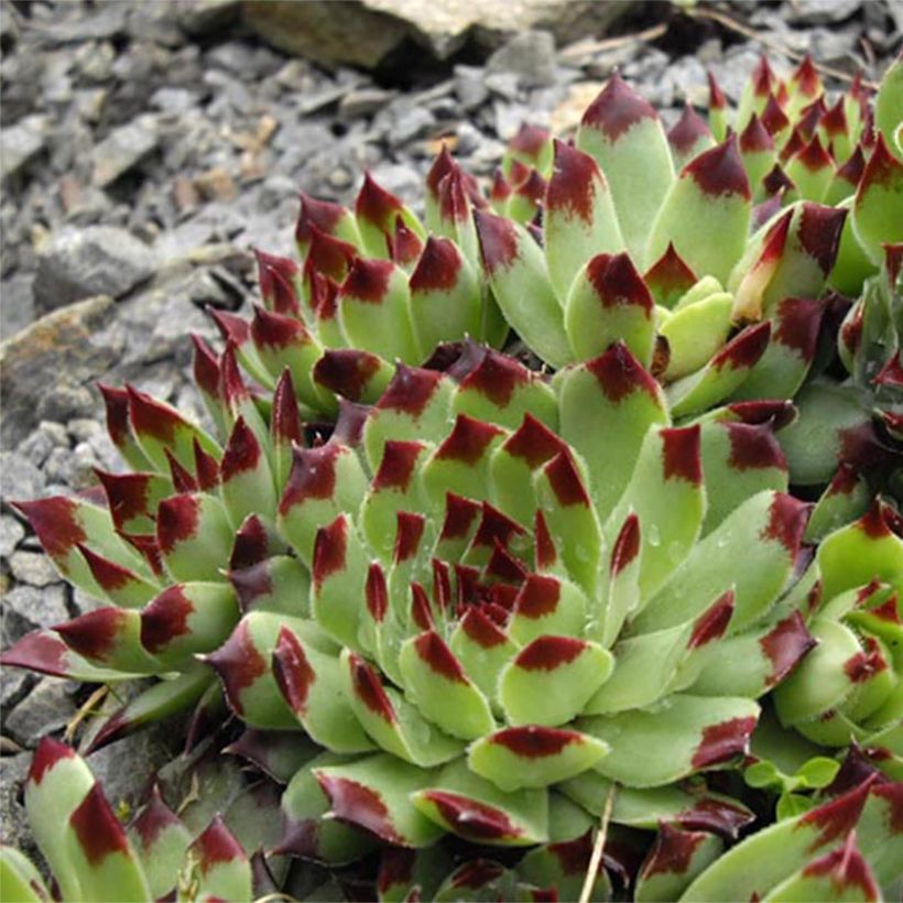 Sempervivum calcareum - Joubarbe du calcaire (Floraison)