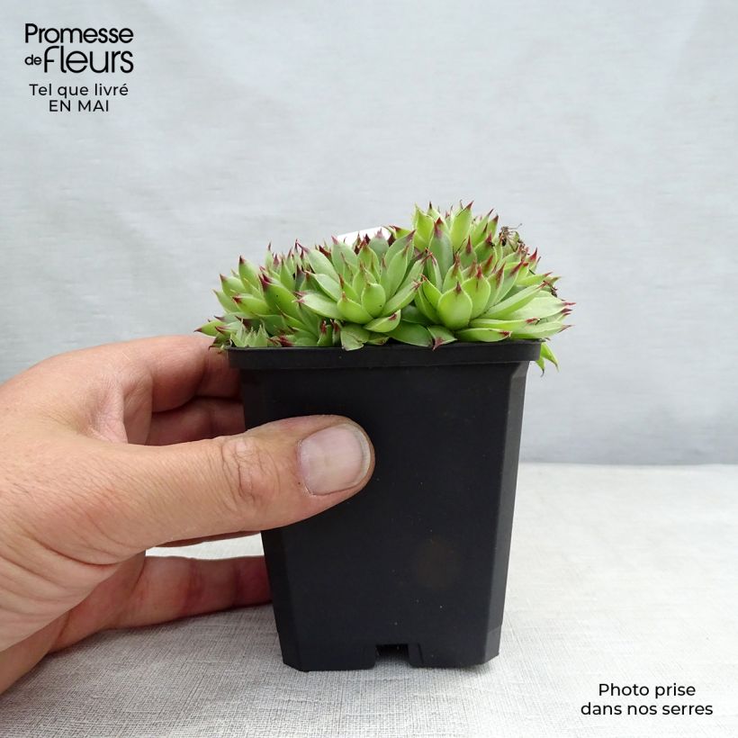 Spécimen de Sempervivum calcareum - Joubarbe du calcaire tel que livré au printemps