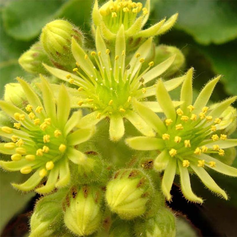 Sempervivum ciliosum var. borisii - Joubarbe ciliée (Floraison)