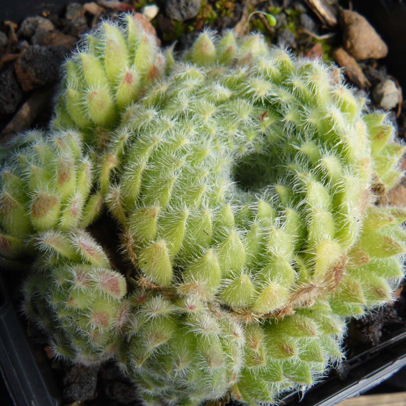 Sempervivum ciliosum var. borisii - Joubarbe ciliée (Port)