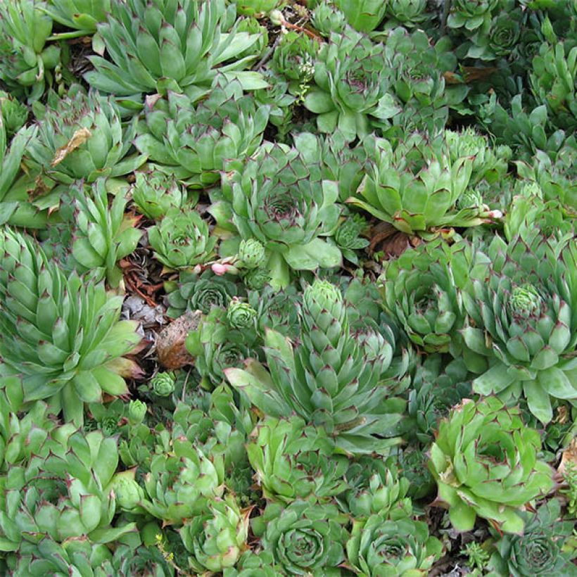 Sempervivum tectorum - Joubarbe des toits (Feuillage)