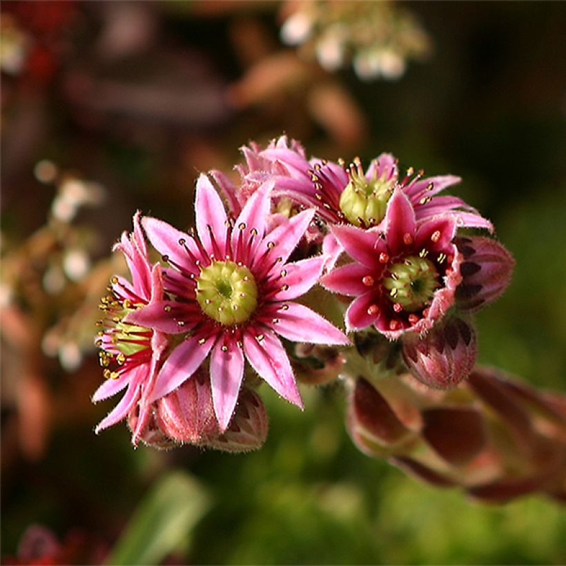 Sempervivum tectorum - Joubarbe des toits (Floraison)