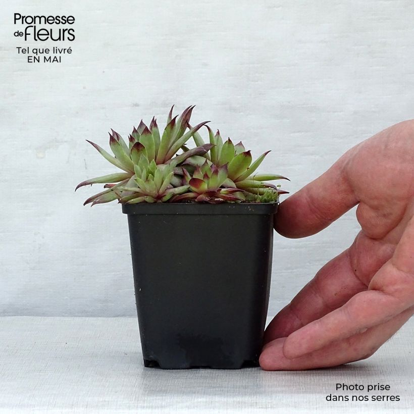 Spécimen de Sempervivum tectorum - Joubarbe des toits Godet de 9cm tel que livré au printemps