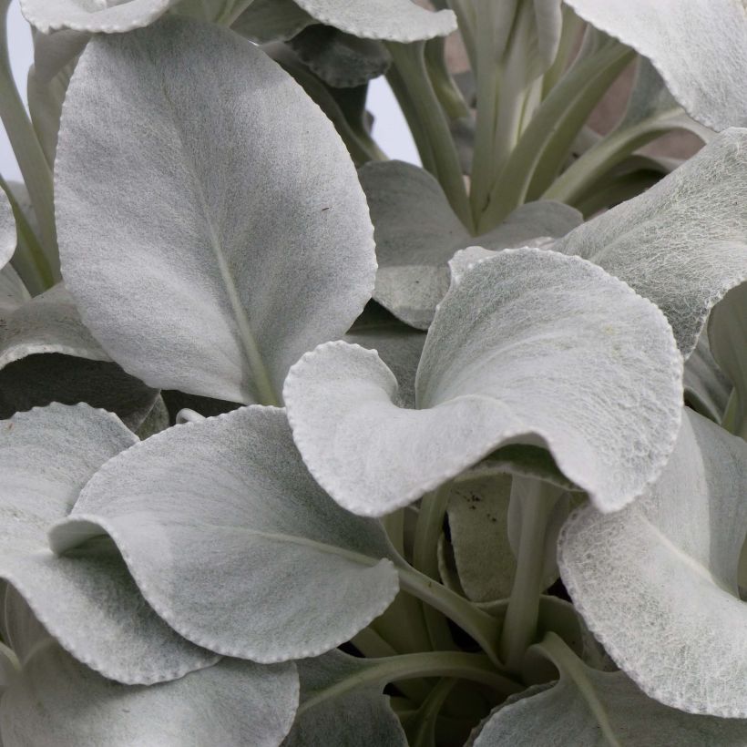 Senecio Angel Wings - Seneçon  (Feuillage)