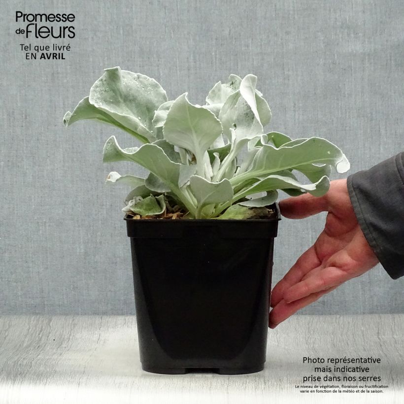Spécimen de Senecio Angel Wings - Seneçon  Pot de 2L/3L tel que livré au printemps