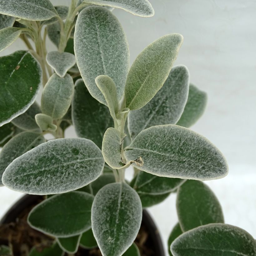 Senecio greyi Sunshine - Seneçon en arbre (Feuillage)