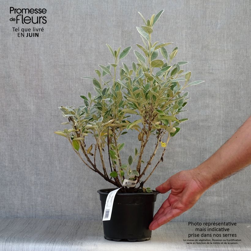 Spécimen de Senecio greyi Sunshine - Seneçon en arbre Pot de 2L/3L tel que livré en été