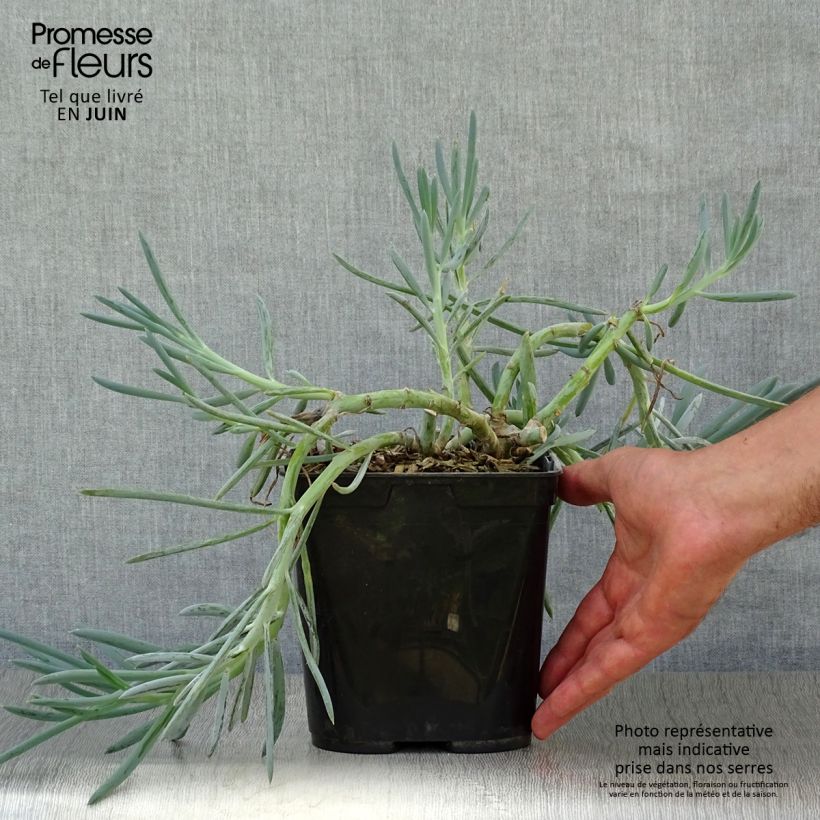 Spécimen de Senecio mandraliscae Pot de 2L/3L tel que livré en été