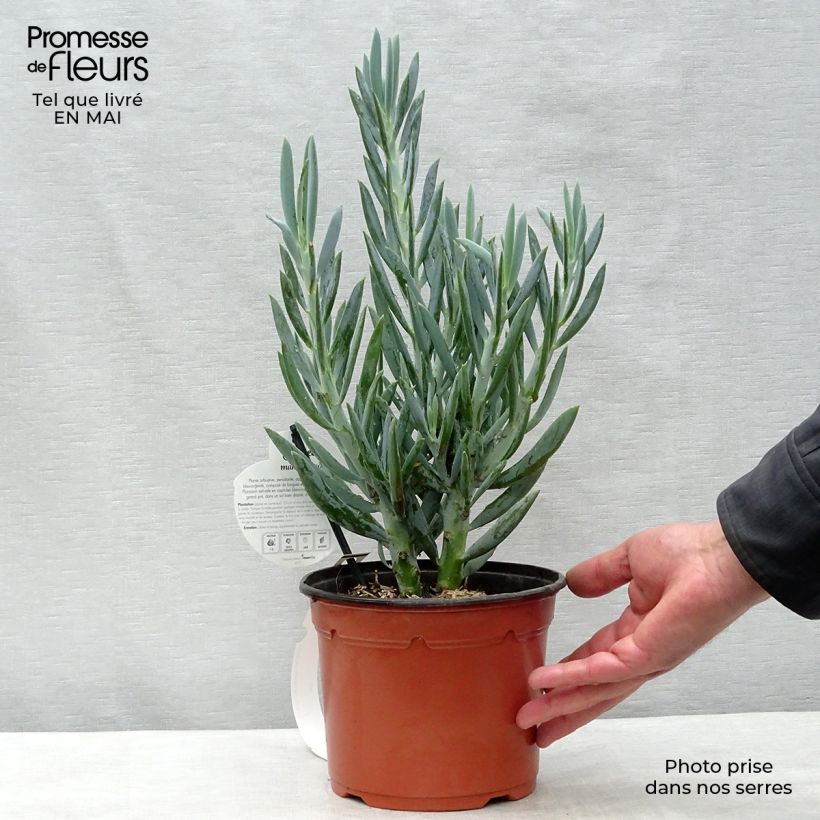 Spécimen de Senecio mandraliscae Pot de 2L/3L tel que livré au printemps