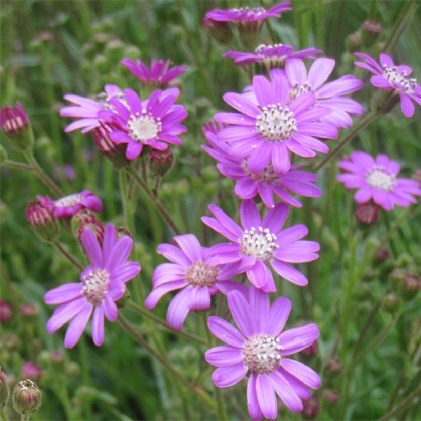 Senecio polyodon - Séneçon rose (Floraison)