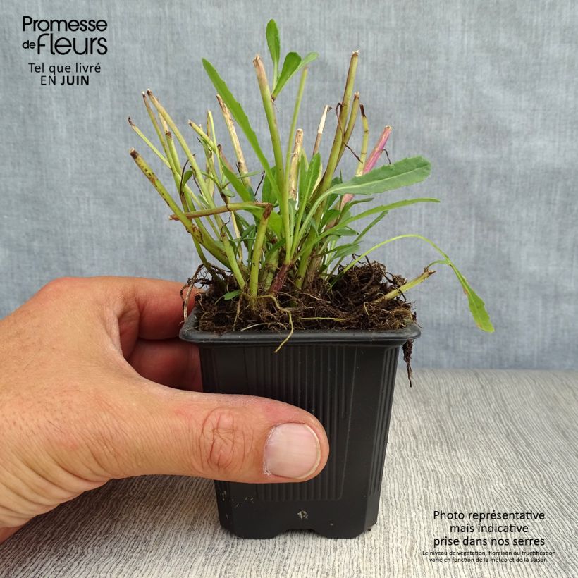 Spécimen de Senecio polyodon - Séneçon rose Godet de 8/9 cm tel que livré en été