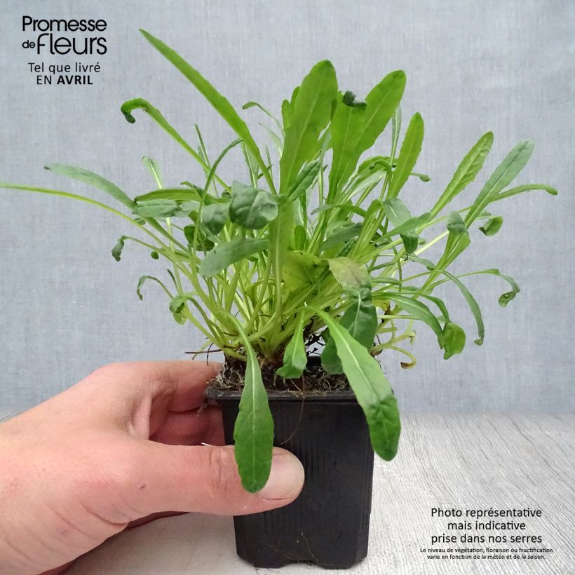 Spécimen de Senecio polyodon - Séneçon rose Godet de 9cm tel que livré au printemps