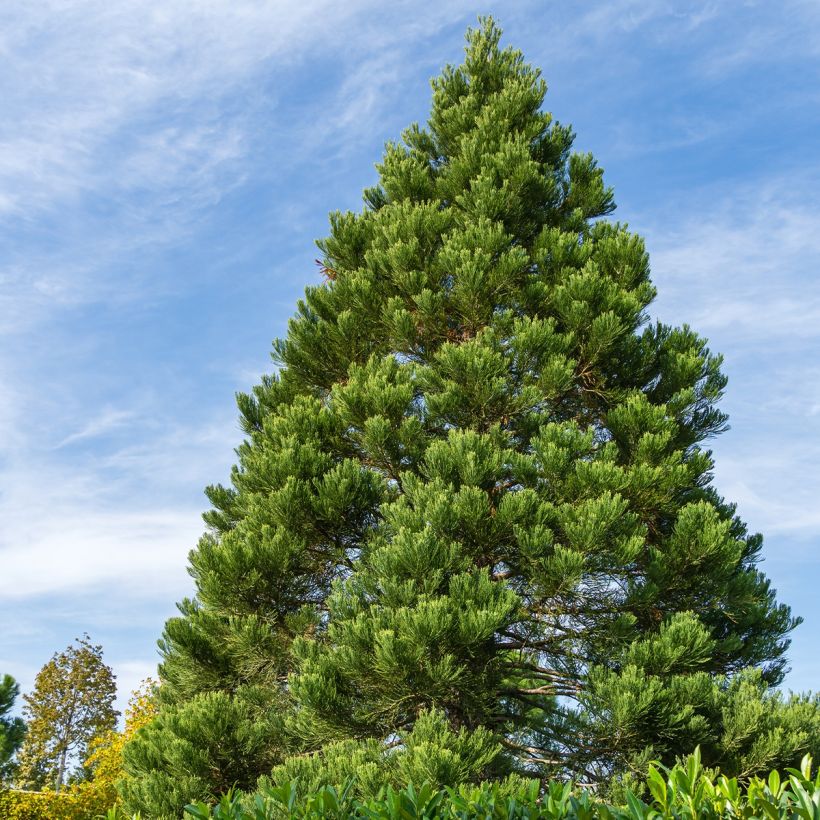 Séquoia géant - Sequoiadendron giganteum Greenpeace (Port)
