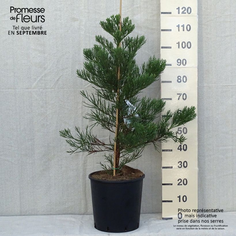 Spécimen de Séquoia géant - Sequoiadendron giganteum Greenpeace tel que livré en automne