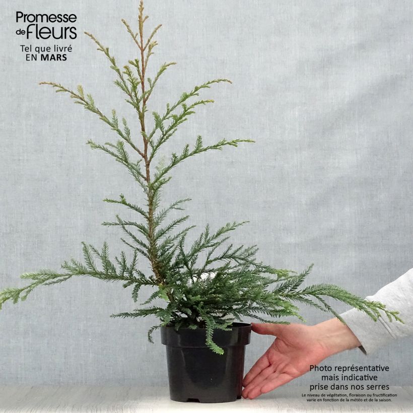 Spécimen de Sequoia sempervirens Adpressa - Séquoia nain Pot de 3L/4L tel que livré au printemps