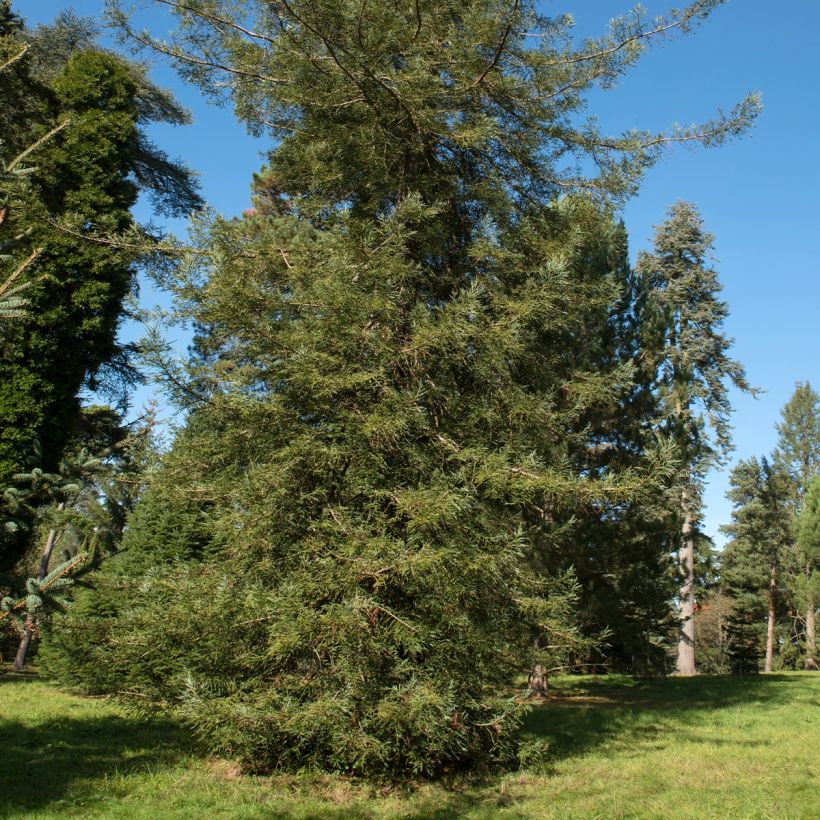 Sequoia sempervirens Adpressa - Séquoia nain (Port)