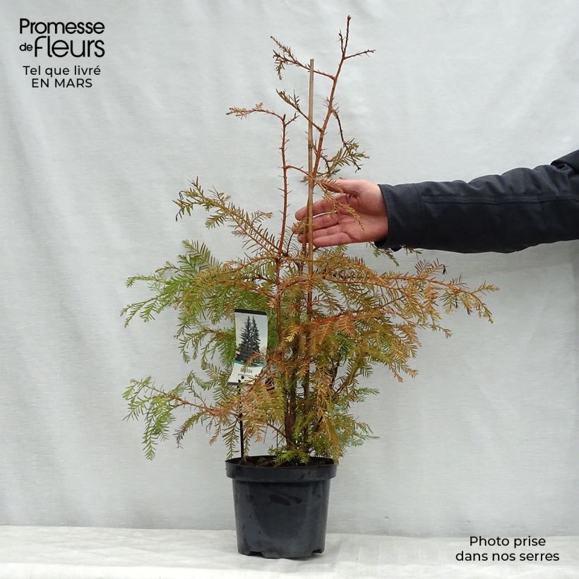 Spécimen de Sequoia sempervirens - Séquoia à feuilles d'If pot de 3/4L tel que livré au printemps