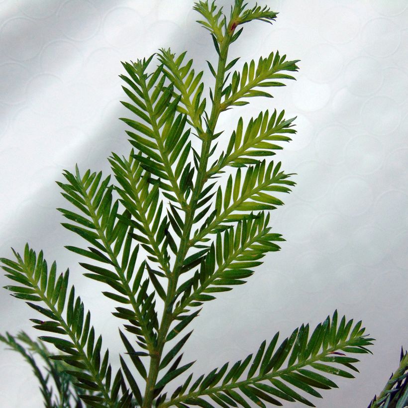 Sequoia sempervirens - Séquoia à feuilles d'If (Feuillage)