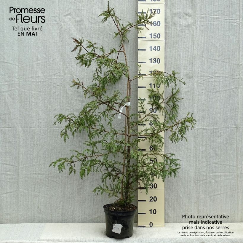 Spécimen de Sequoia sempervirens - Séquoia à feuilles d'If pot de 10L tel que livré au printemps
