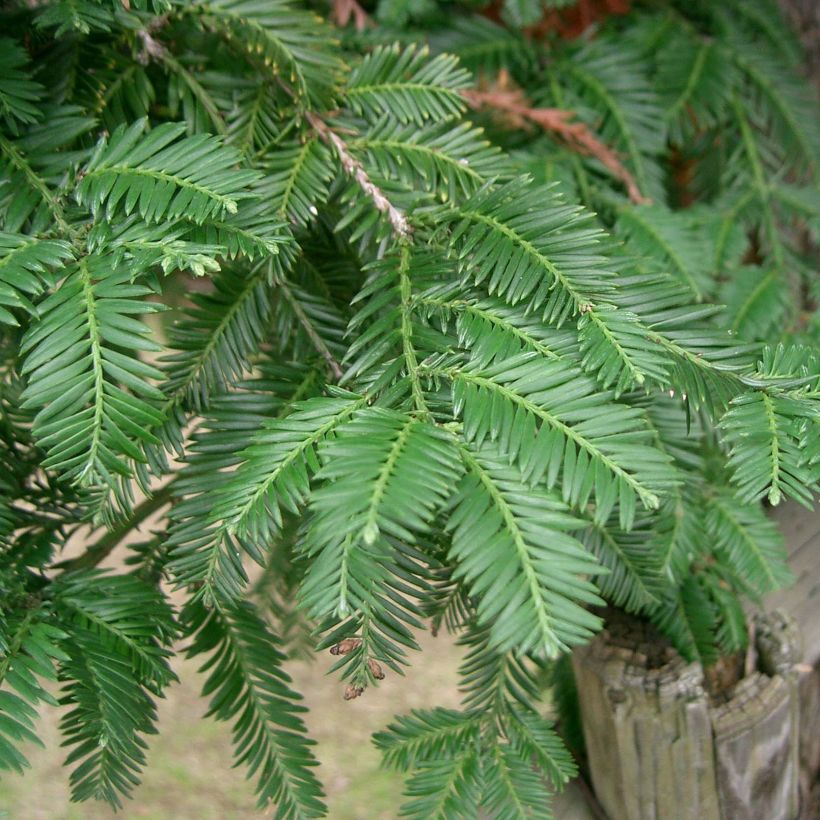 Sequoia sempervirens - Séquoia à feuilles d'If (Floraison)