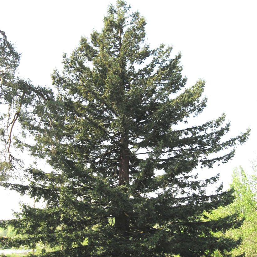 Sequoia sempervirens - Séquoia à feuilles d'If (Port)