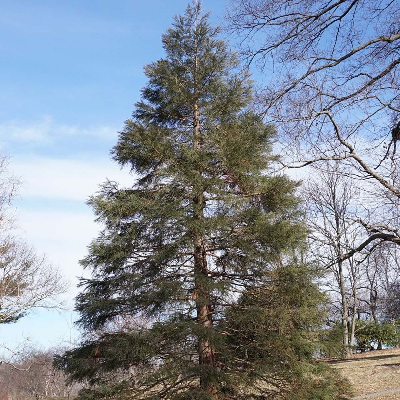 Sequoiadendron giganteum - Séquoia géant  (Port)