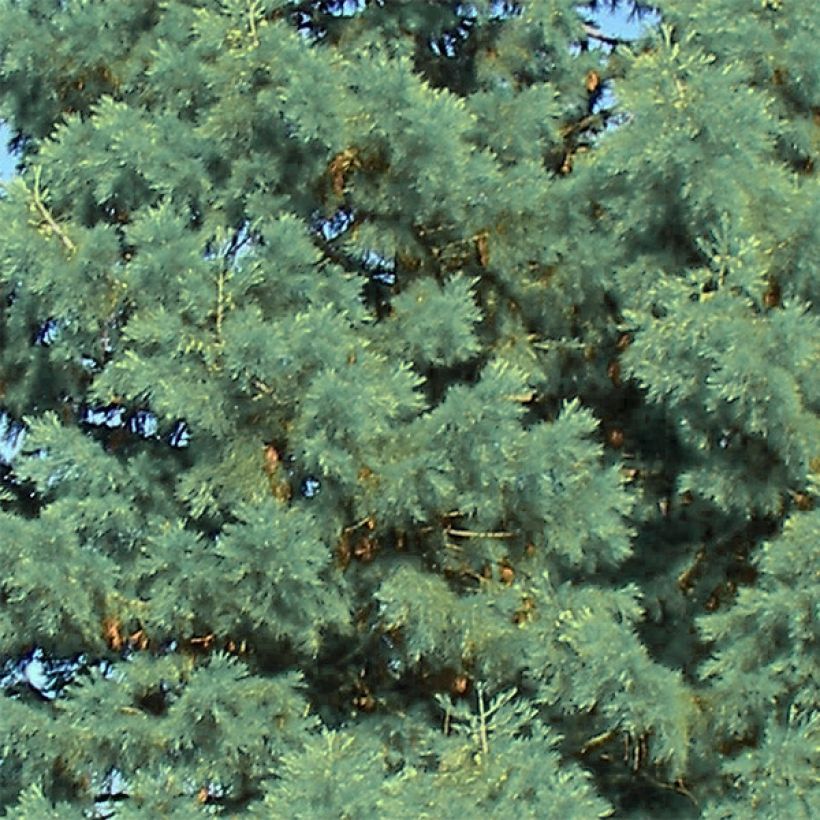 Séquoia géant - Sequoiadendron giganteum Glaucum         (Feuillage)